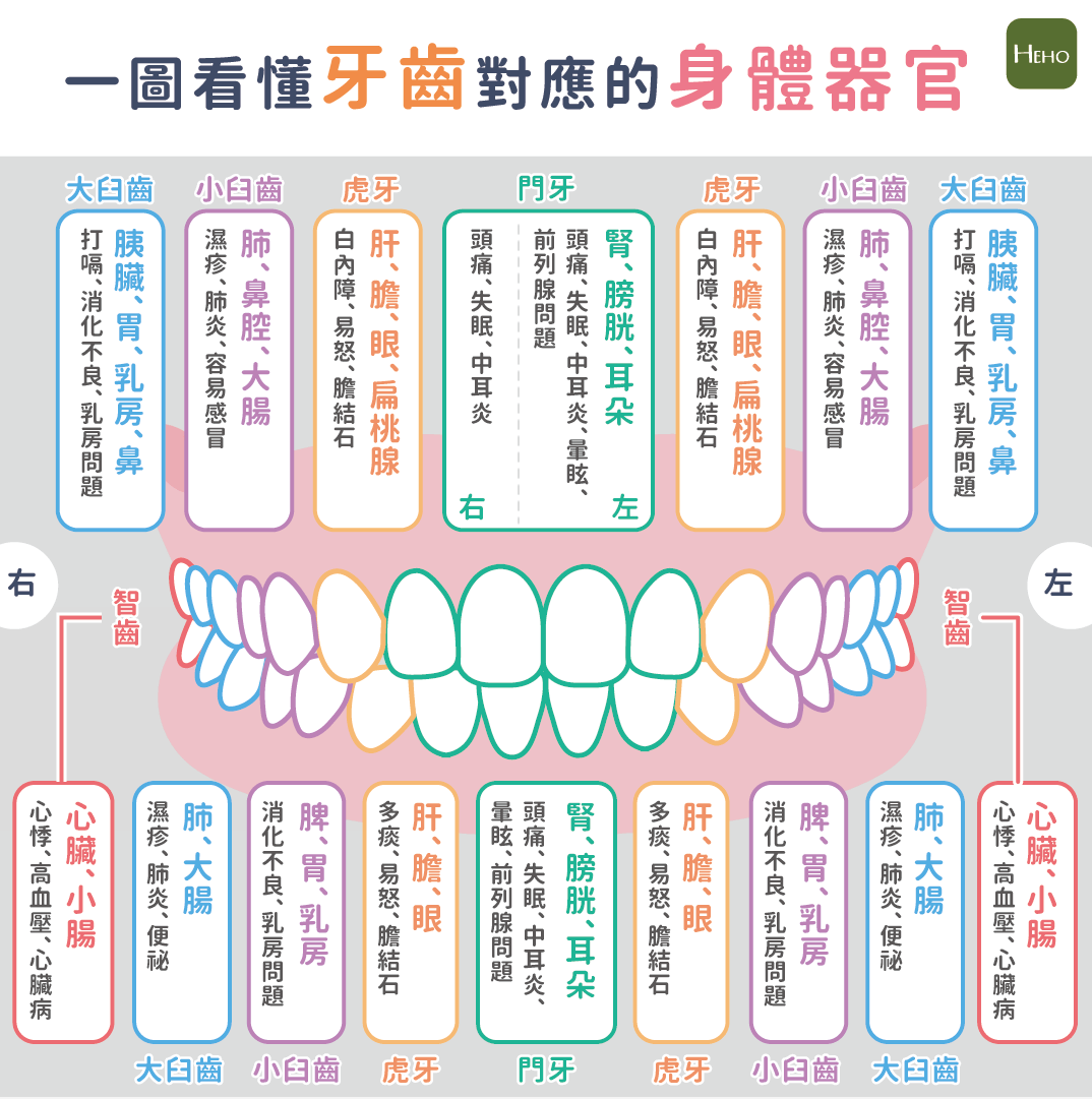 149.牙的构造 (模式图)-基础医学-医学