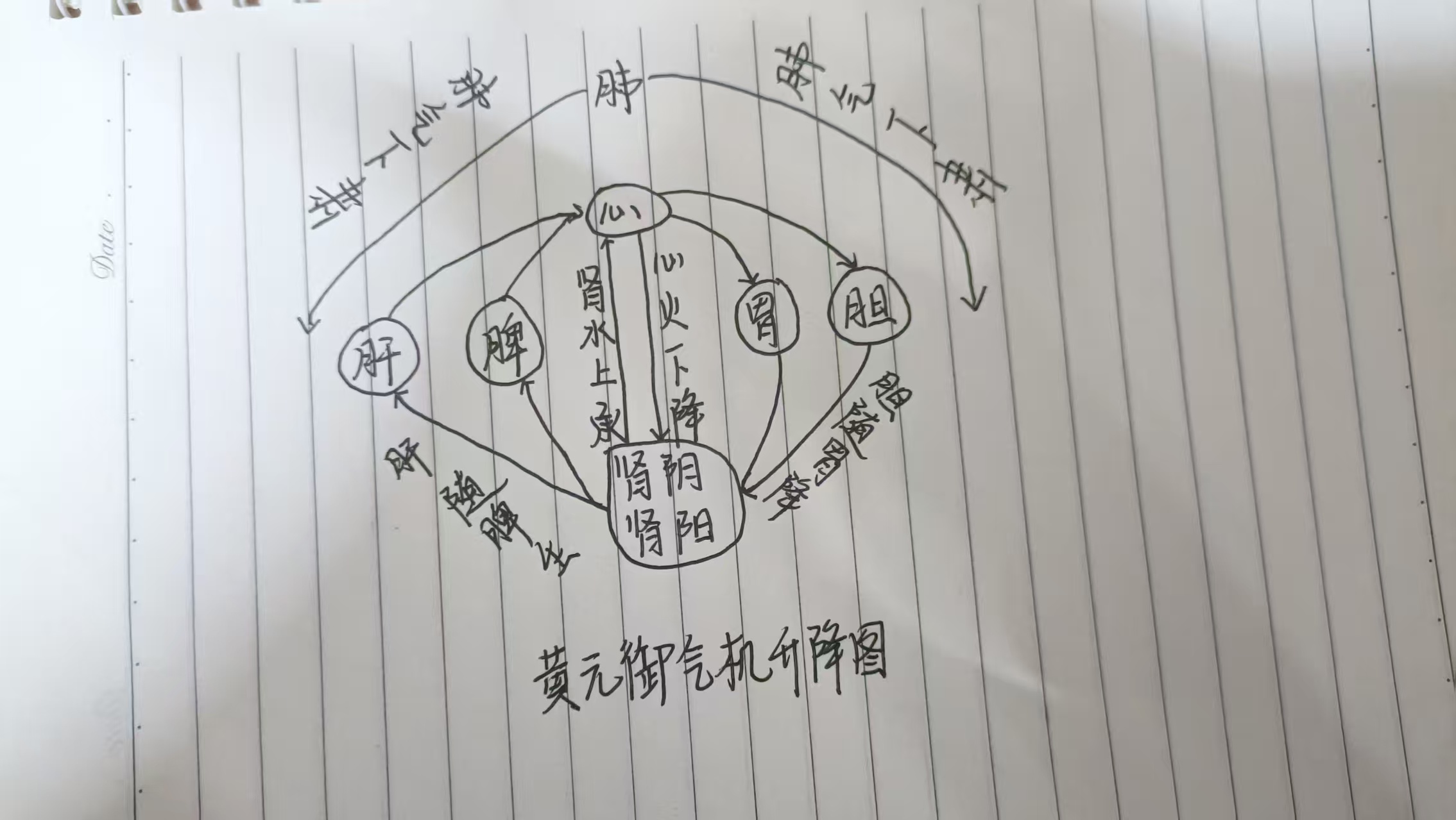 传统中医理解人体, 从气机循环看“肺主皮毛”的中医智慧