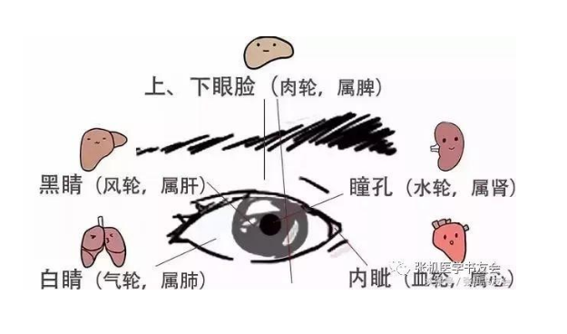 眼诊资料汇总:左眼,右眼(眼诊,通过眼睛诊断病情)