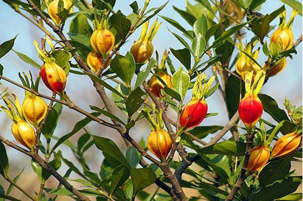 山栀子(山栀,栀子)