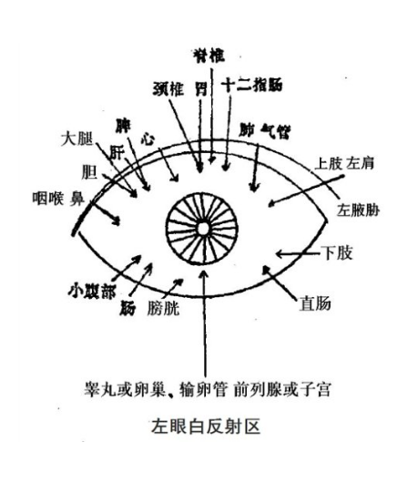 眼诊资料汇总:左眼,右眼(眼诊,通过眼睛诊断病情)